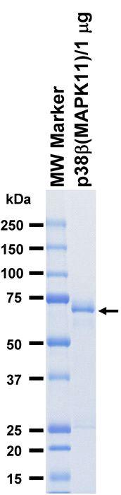 The purity was assessed by SDS-PAGE/CBB staining.